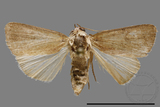 ǦW:Athetis sp.