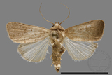 ǦW:Athetis sp.