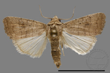 ǦW:Athetis sp.