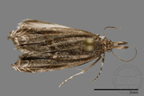 ǦW:Crambidae sp.