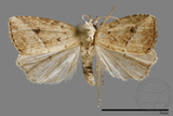 ǦW:Noctuidae sp.