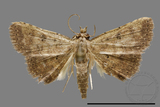 ǦW:Noctuidae sp.