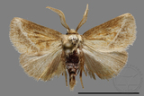 ǦW:Limacodidae sp.
