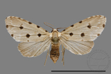 ǦW:Noctuidae sp.