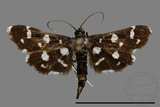 ǦW:Crambidae sp.