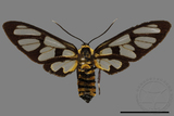 ǦW:Amata perixanthia