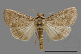 ǦW:Condica sp.