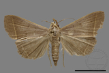 ǦW:Simplicia sp.