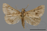 ǦW:Bertula sp.