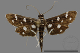 ǦW:Crambidae sp.