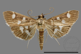 ǦW:Crambidae sp.