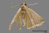 ǦW:Zanclognatha neleusalis