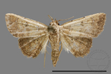 ǦW:Noctuidae sp.