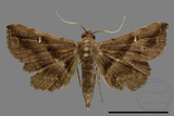 ǦW:Hadennia mysalis