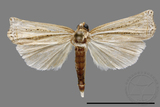 ǦW:Crambidae sp.