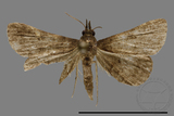 ǦW:Naarda sp.