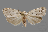 ǦW:Lithosiinae sp.