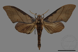 ǦW:Marumba cristata bukaiana