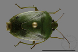 ǦW:Glaucias sp.