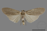 ǦW:Eilema pulverea