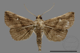 ǦW:Hadennia mysalis