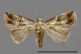 ǦW:Noctuidae sp.