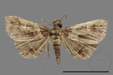 ǦW:Bertula abjudicalis