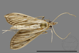 ǦW:Crambidae sp.