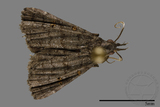 ǦW:Naarda sp.