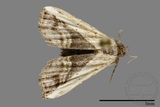 ǦW:Noctuidae sp.