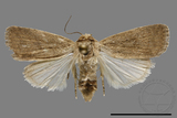 ǦW:Athetis sp.