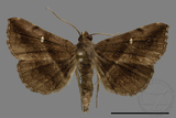 ǦW:Hadennia mysalis