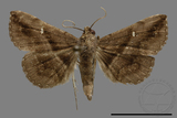 ǦW:Hadennia mysalis