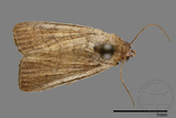 ǦW:Athetis sp.