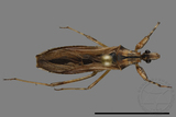 ǦW:Oncocephalus scutellaris