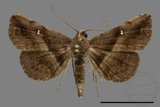 ǦW:Hadennia mysalis