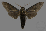 ǦW:Dolbina inexacta