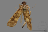 ǦW:Crambidae sp.