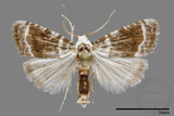 ǦW:Noctuidae sp.