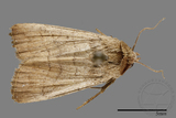 ǦW:Athetis sp.