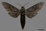 ǦW:Dolbina inexacta