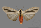 ǦW:Creatonotos gangis