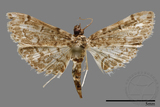 ǦW:Crambidae sp.