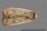 ǦW:Athetis sp.