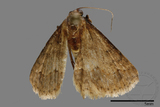 ǦW:Noctuidae sp.