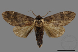 ǦW:Semidonta kosemponica