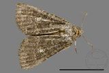 ǦW:Noctuidae sp.