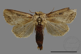 ǦW:Sesamia sp.