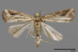 ǦW:Noctuidae sp.