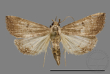 ǦW:Stenohypenya sp.